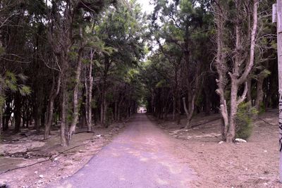 Road amidst trees in forest