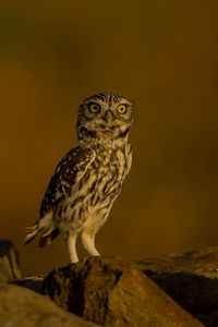 Portrait of owl perching on wood