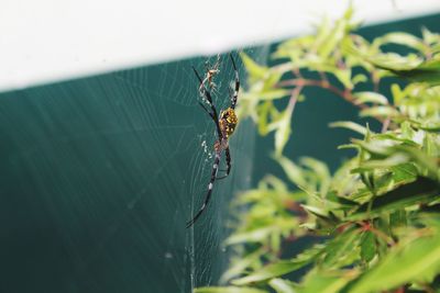 Close-up of spider on web