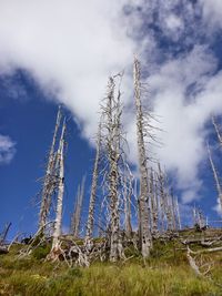 Low angle view of trees against sky