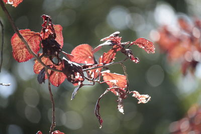 Close-up of red plant