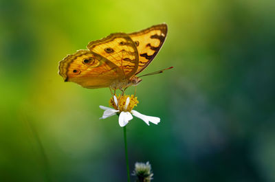 Close-up of butterfly pollinating on flower