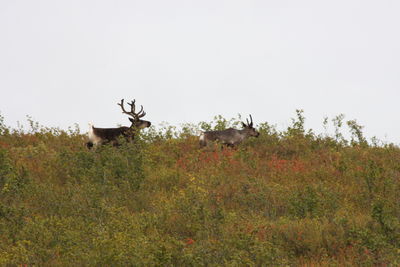 View of deer on field against clear sky