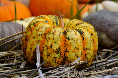 Close-up of pumpkin on orange leaf