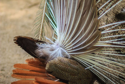 Close-up of hand holding feather