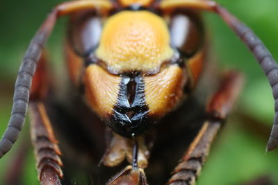 Macro shot of insect on leaf