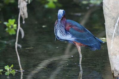 Bird in lake