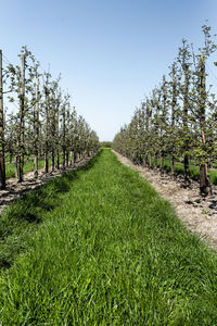 Scenic view of trees on field against clear sky