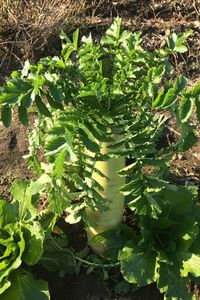 High angle view of cactus plant