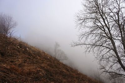 Low angle view of bare tree against sky