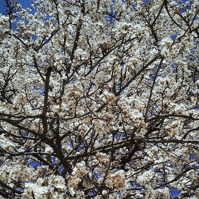 low angle view, tree, branch, flower, growth, nature, beauty in nature, cherry blossom, blossom, sky, blue, fragility, freshness, day, bare tree, white color, clear sky, cherry tree, outdoors, no people