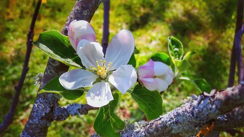 Close-up of flowers blooming outdoors