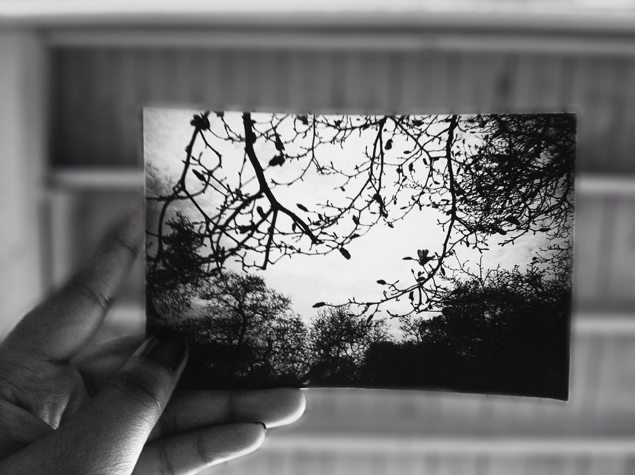 person, part of, cropped, holding, human finger, focus on foreground, unrecognizable person, window, close-up, personal perspective, indoors, glass - material, tree, lifestyles, transparent, day, built structure