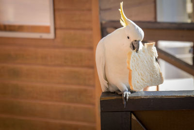 Close-up of bird perching on plate