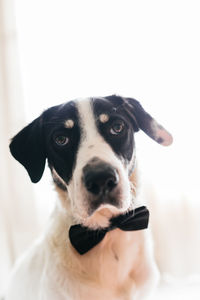 Close-up portrait of dog looking at camera