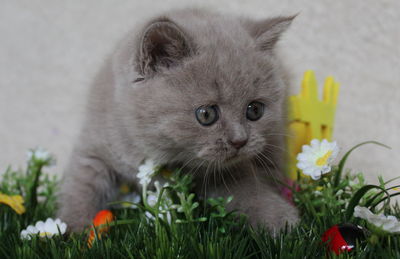 Close-up of cat on grass