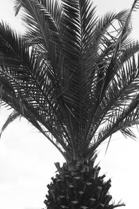 Low angle view of palm tree against clear sky