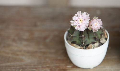 Close-up of white flower on table