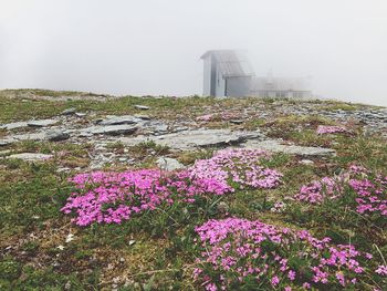 Pink flowers blooming in field