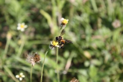 Close-up of insect on flower