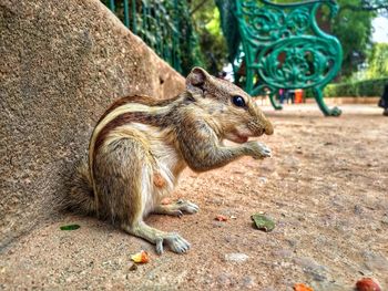 Close-up of squirrel eating tree