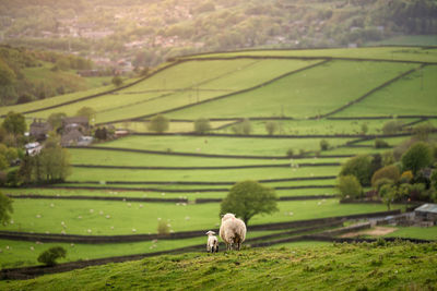 View of sheep on farm