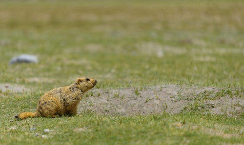 Side view of a marmots on field