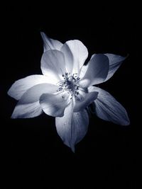 Close-up of flower over black background