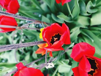 Close-up of red tulip