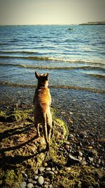 Dog sitting on sand at beach against sky