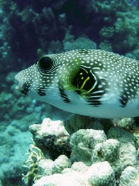 Close-up of fish underwater