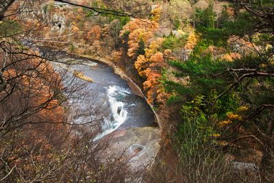 River flowing amidst trees in forest during autumn