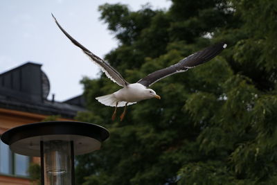 Low angle view of seagull flying