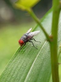 Close-up of insect on leaf