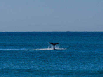 Humpback whale swimming in sea against clear blue sky