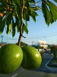 Close-up of fruits hanging on tree