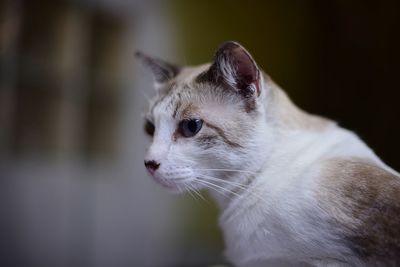 Close-up of cat looking away