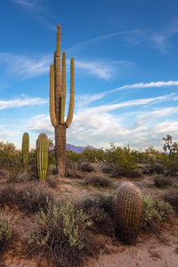 Saguaro cactus and scenic desert landscape in mesa, arizona