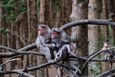 Monkey sitting on branch