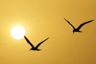 Low angle view of silhouette bird flying in sky