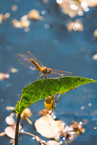 Close-up of insect on leaf