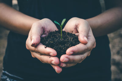 Midsection of woman holding sapling