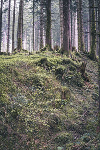 View of trees growing in forest