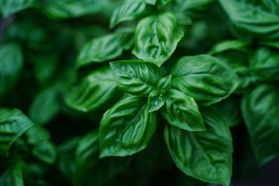 Close-up of fresh green leaves