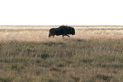 Silhouette of blue wildebeest walking on field