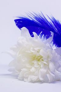 Close-up of white flowers