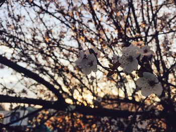 Low angle view of cherry blossom