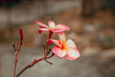 Close-up of pink flower