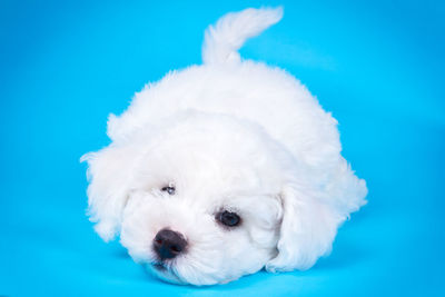 Close-up of white dog against blue background