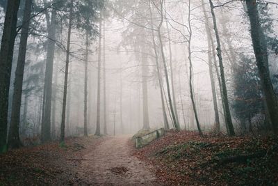 Trees in forest during autumn